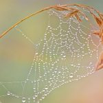 Close-up of a spider web with dew drops on a plant, showcasing intricate patterns.